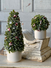 Load image into Gallery viewer, Frostberry Boxwood in Pot