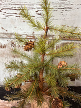 Load image into Gallery viewer, Pine Tree with Cones & Burlap - Christmas Greenery - Winter Decor