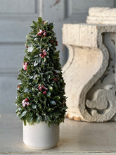 Load image into Gallery viewer, Frostberry Boxwood in Pot
