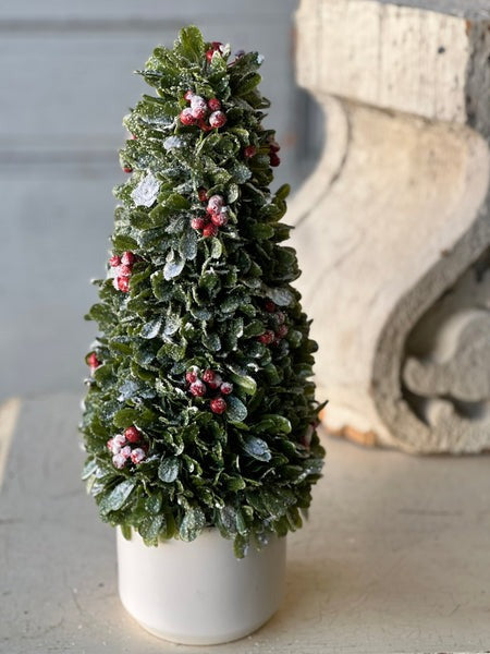 Frostberry Boxwood in Pot