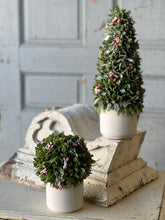 Load image into Gallery viewer, Frostberry Boxwood in Pot
